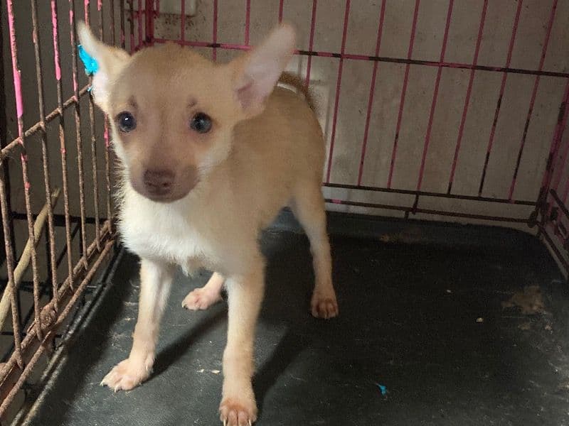 Pomeranian 1 month old female small named Baby Girl for sale in Lexington County, South Carolina | Petmeetly