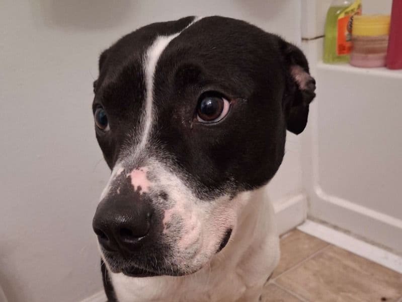 American Staffordshire Terrier 1 year 10 months old female medium named Tiny Tina for adoption in Sedgwick County, Kansas | Petmeetly