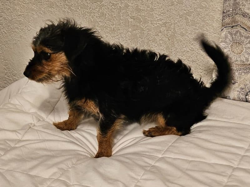 Lucille primary photo