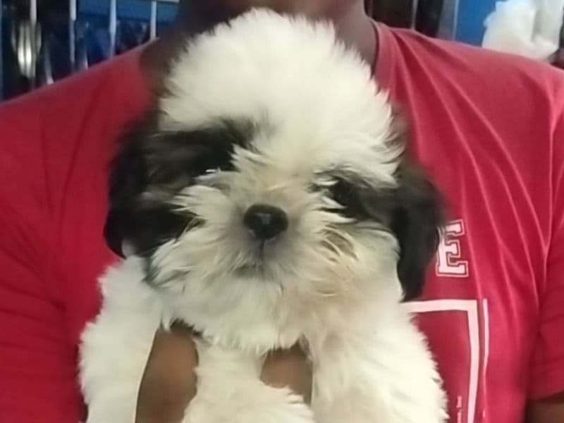 Shih Tzu 6 months old male small named Co Co for breeding in Rajamahendravaram, Andhra Pradesh | Petmeetly