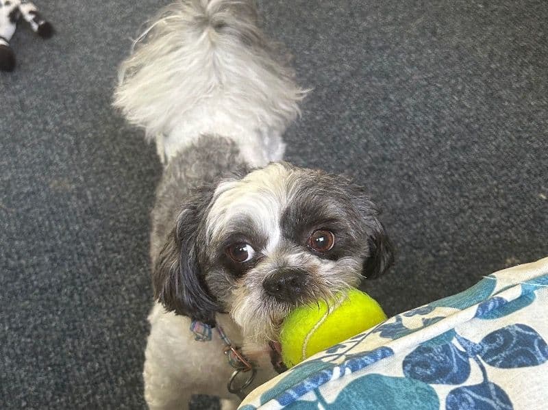 ShihPoo 4 years 7 months old male small named Beau for breeding in Chesterfield County, Virginia | Petmeetly