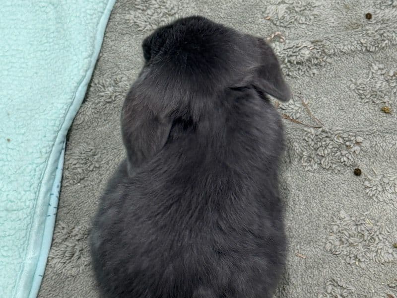 Stitch - Holland Lop | Petmeetly