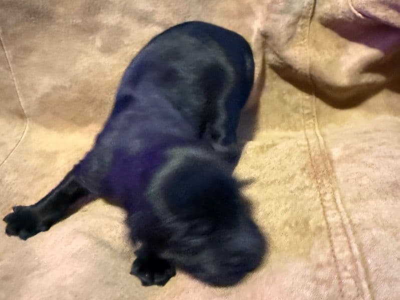 Labrador Retriever 1 month old male small named Jack for sale in Pulaski County, Virginia | Petmeetly