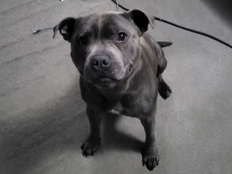Staffordshire Bull Terrier 6 years 2 months old male medium named Blue for breeding in Lancashire, England | Petmeetly