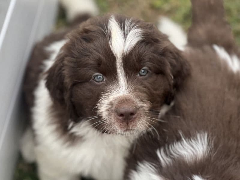 Newfoundland 1 month old male large named Blue for sale in San Bernardino County, California | Petmeetly