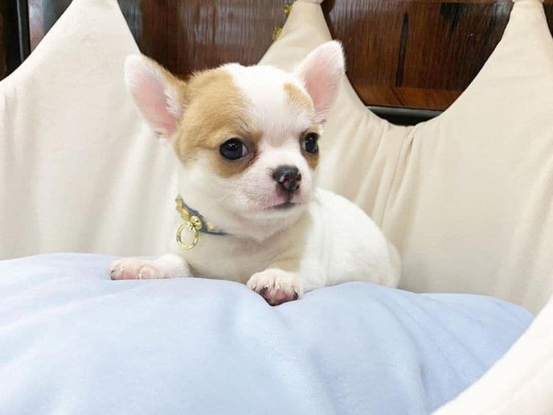 Luma - Chihuahua | Petmeetly