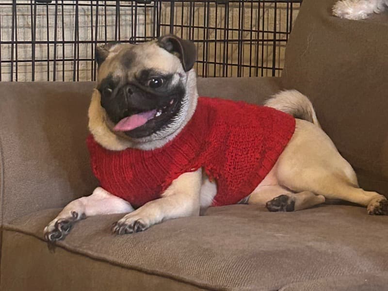 Pug 4 years old female medium named Zoey for breeding in Washoe County, Nevada | Petmeetly