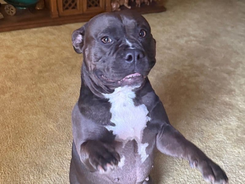 American Pocket Bully 2 years 4 months old female large named Precious for breeding in Middlesex County, New Jersey | Petmeetly