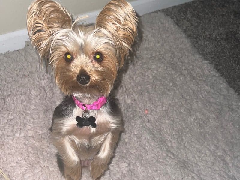 Yorkie Russell 5 years 3 months old male small named London for breeding in Wayne County, Michigan | Petmeetly