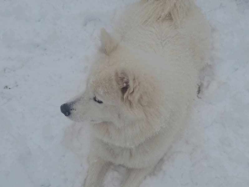 Samoyed 2 years 6 months old female medium named Miyun for breeding in New York, New York | Petmeetly