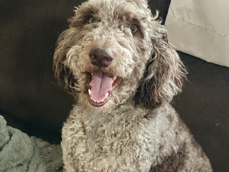 Miniature Poodle 1 year 11 months old male medium named Calvin for breeding in Bedford County, Pennsylvania | Petmeetly