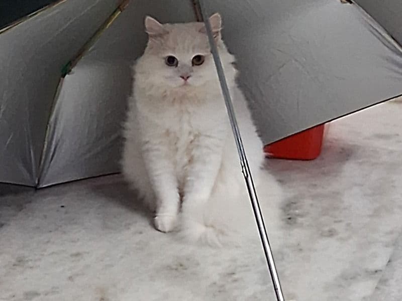 Turkish Angora 2 years 2 months old male named Simba for breeding in Presidency Division, West Bengal | Petmeetly