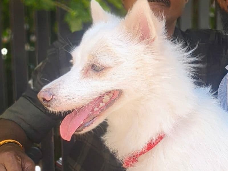 American PitBull Terrier 2 years 1 month old female medium named Maaya for breeding in Tiruchirappalli, Tamil Nadu | Petmeetly