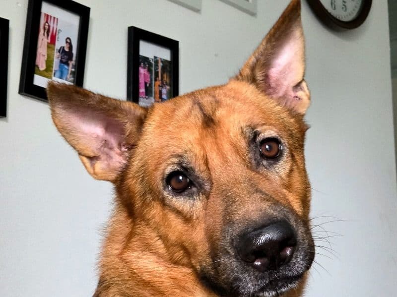 German Shepherd 3 years 5 months old male extra large named Rio for breeding in Meerut Division, Uttar Pradesh | Petmeetly