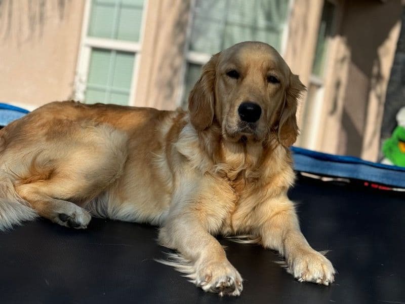 English Golden Retriever 3 years 2 months old female medium named Bambi for breeding in Tulare County, California | Petmeetly