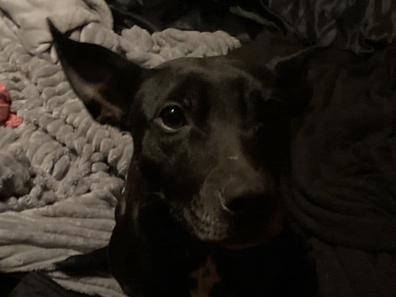 American PitBull Terrier 2 years old female medium named Nova May for adoption in Marion County, Indiana | Petmeetly