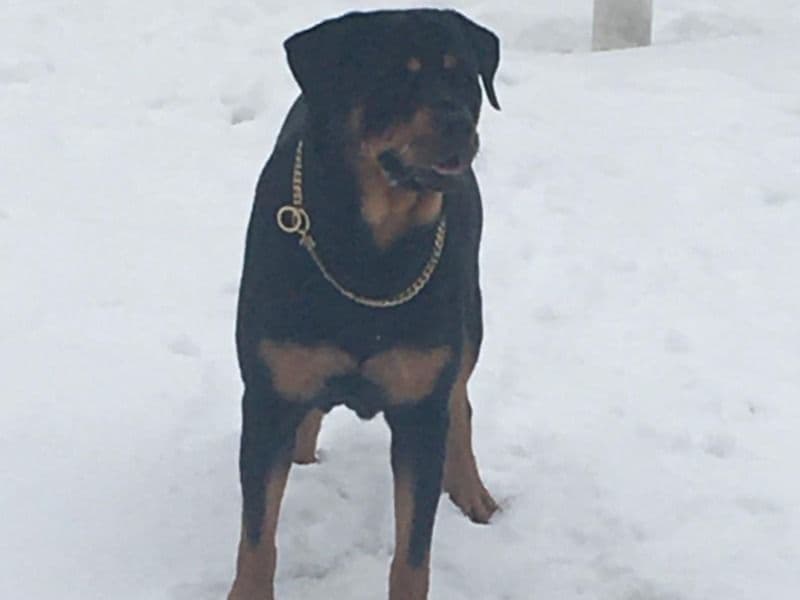 Rottweiler 7 years 2 months old female medium named Mela for breeding in New York County, New York | Petmeetly