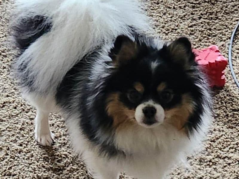 Pomeranian 3 years 6 months old female small named Cheyenne for adoption in Macon County, Illinois | Petmeetly
