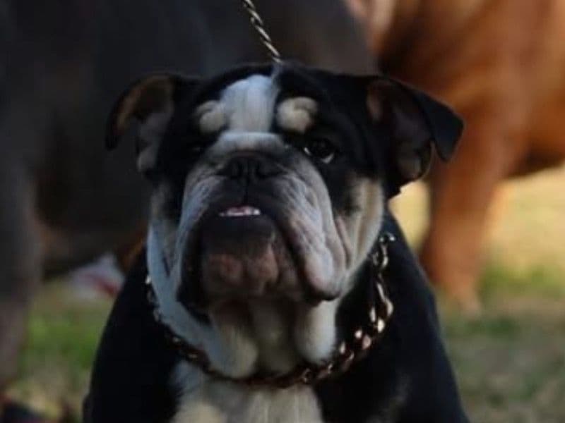 Bulldog 1 year 3 months old male medium named Meatloaf for breeding in Galveston County, Texas | Petmeetly