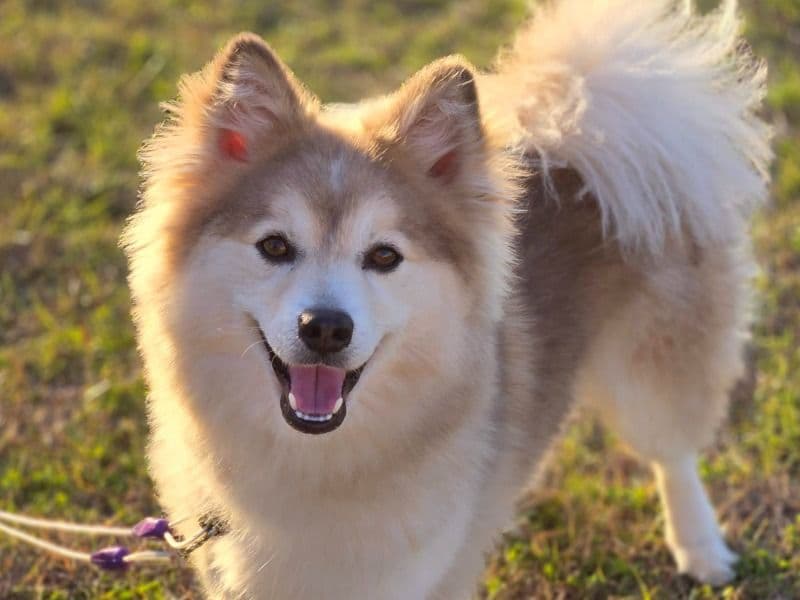 Pomsky 4 years old female medium named Chevy for sale in Hall County, Nebraska | Petmeetly