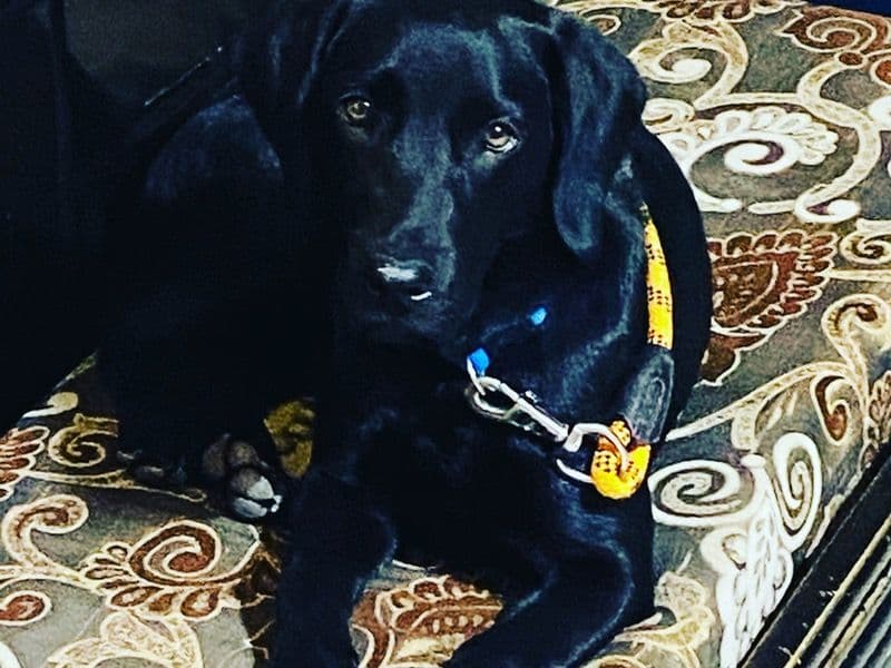 Australian Labrodoodle 5 years 2 months old female medium named Aalia for breeding in Gurgaon Division, Haryana | Petmeetly