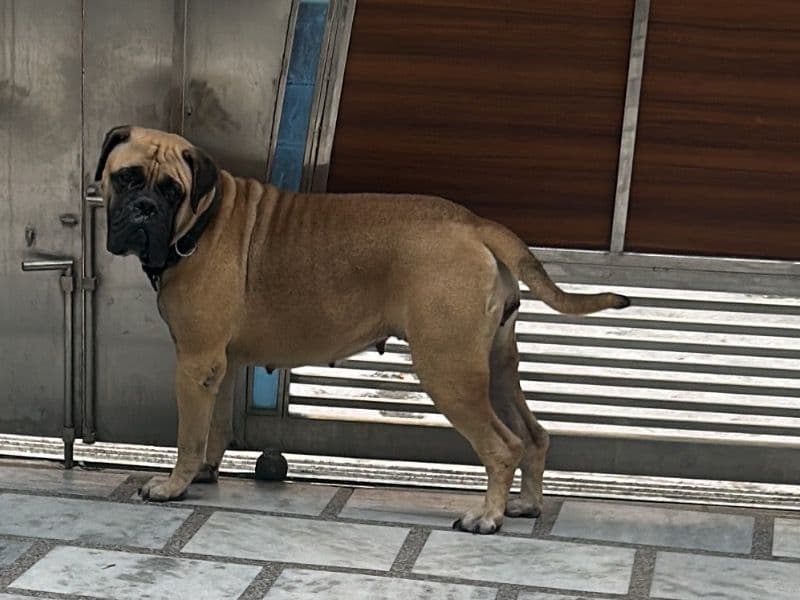 Bullmastiff 2 years 2 months old female extra large named Grace for breeding in Garhwal Division, Uttarakhand | Petmeetly