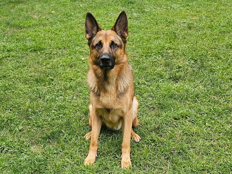Apollo - German Shepherd | Petmeetly