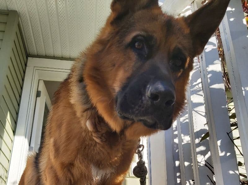 German Shepherd 2 years old male large named Rip for breeding in Leduc County, Alberta | Petmeetly