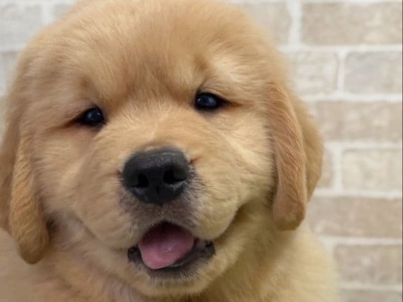 Bella - Golden Retriever | Petmeetly