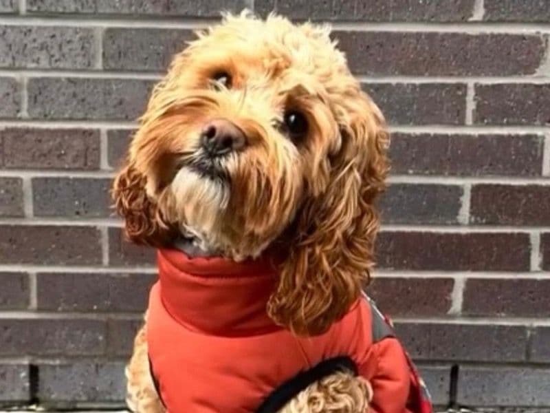 Churro primary photo