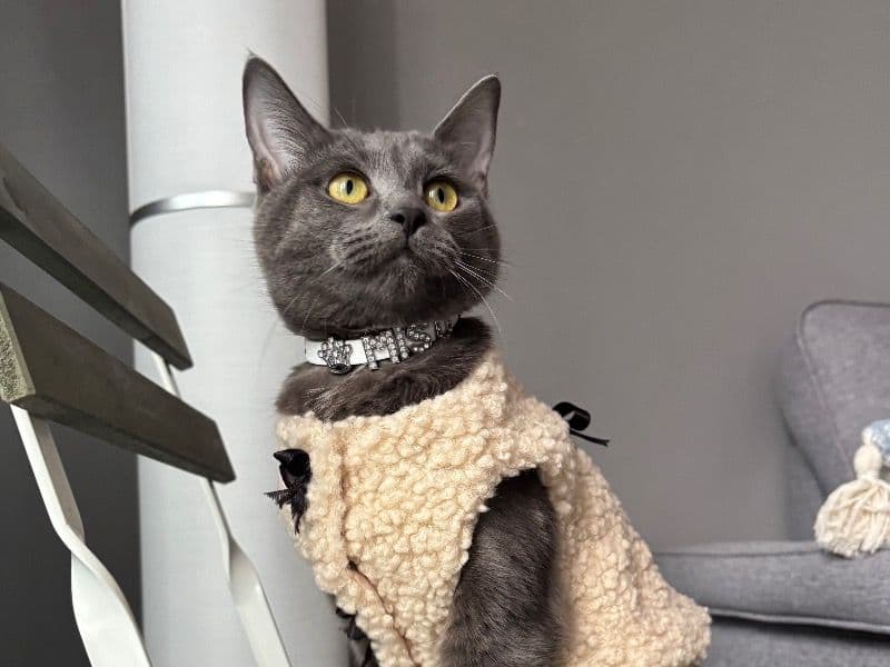Chartreux 1 year 2 months old female named Misu for breeding in Regional Municipality of Peel, Ontario | Petmeetly