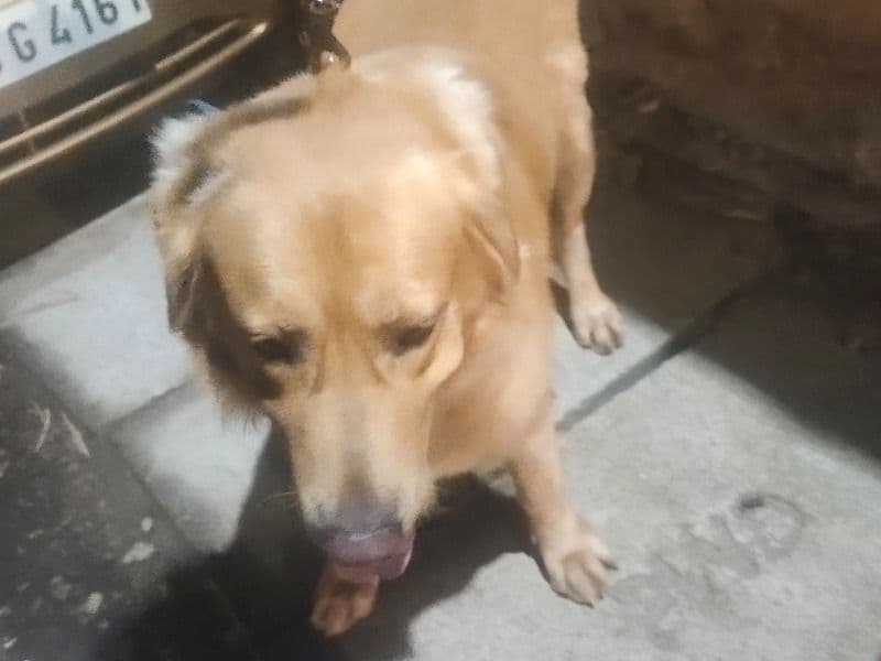 English Golden Retriever 3 years 7 months old male extra large named Bruno for breeding in Thiruvananthapuram, Kerala | Petmeetly