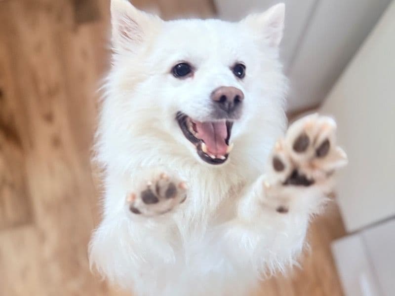 American Eskimo 7 years 5 months old male medium named Shoop for breeding in Capital Regional District, British Columbia | Petmeetly