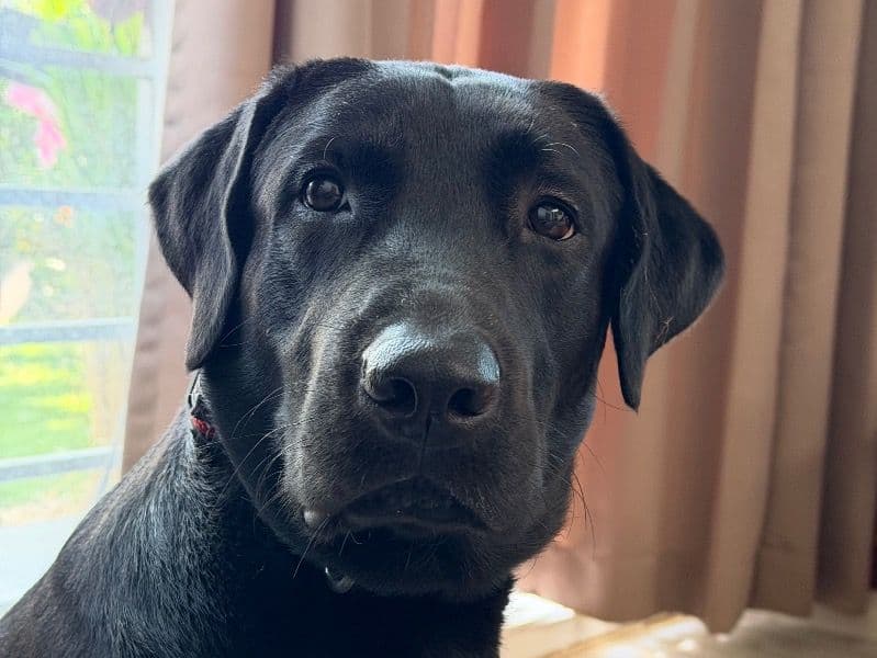 Labrador Retriever 1 year 1 month old male medium named Veer for breeding in Bangalore Division, Karnataka | Petmeetly