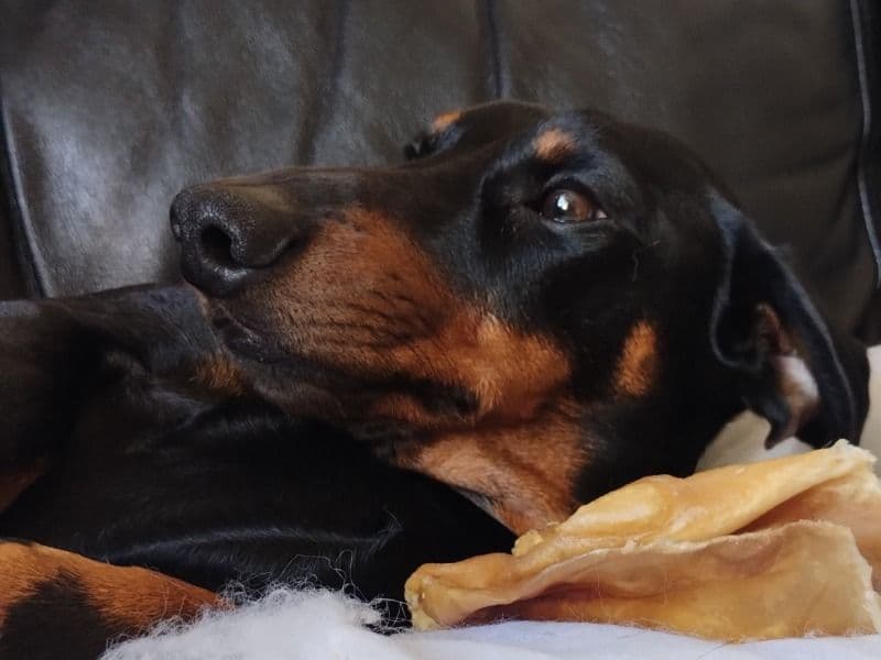 Dachshund 2 years 7 months old male small named Frank for breeding in Fife, Scotland | Petmeetly