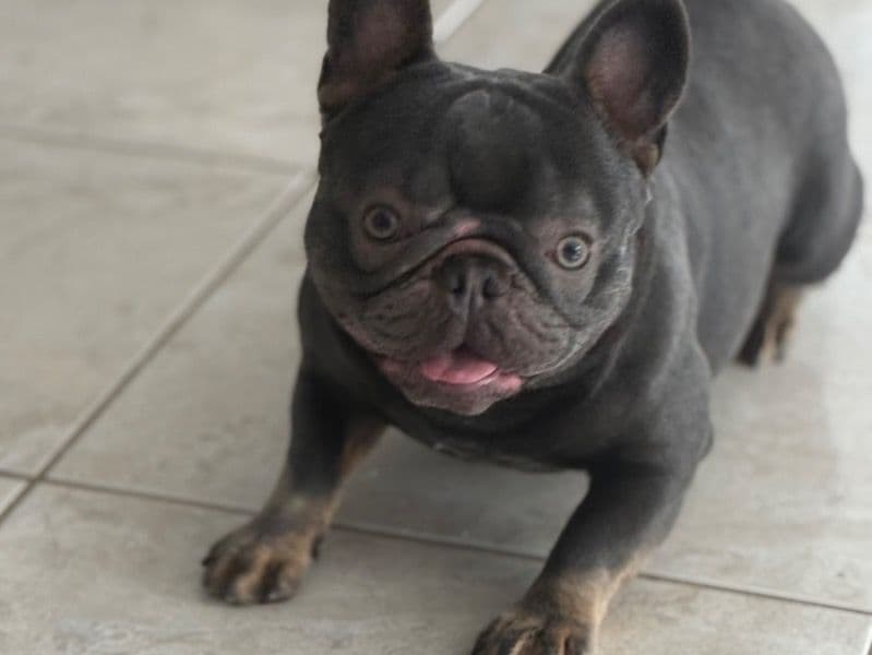 French Bulldog 2 years old male small named Kash for breeding in Orange County, Florida | Petmeetly