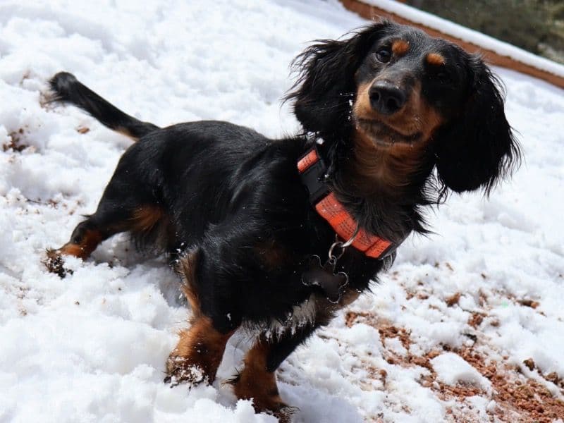 Miniature Dachshund 1 year 6 months old male small named Nash for breeding in Ellis County, Texas | Petmeetly