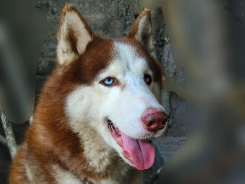 Siberian Husky 1 year 11 months old male large named Rayan for breeding in Central Division, Odisha | Petmeetly