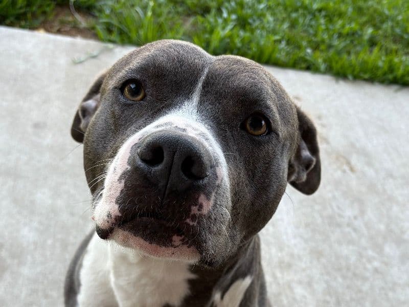 Bullmastiff 4 years 6 months old male medium named Tookie for breeding in Harris County, Texas | Petmeetly