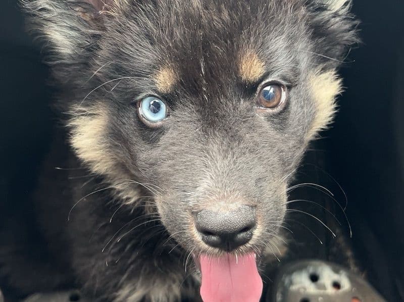 German Shepherd Husky 1 year 5 months old male medium named Ghost for breeding in Fulton County, Georgia | Petmeetly