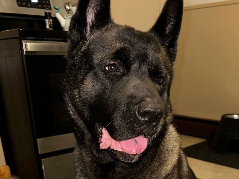 Akita 4 years 3 months old male extra large named Teddy for breeding in Berkshire County, Massachusetts | Petmeetly