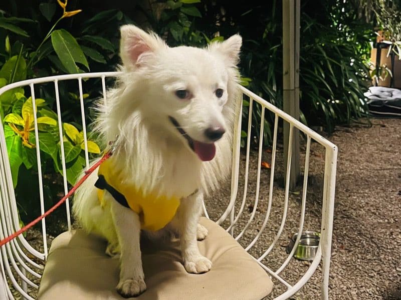 Pomeranian 4 years 11 months old male medium named Mylo for breeding in Meerut Division, Uttar Pradesh | Petmeetly