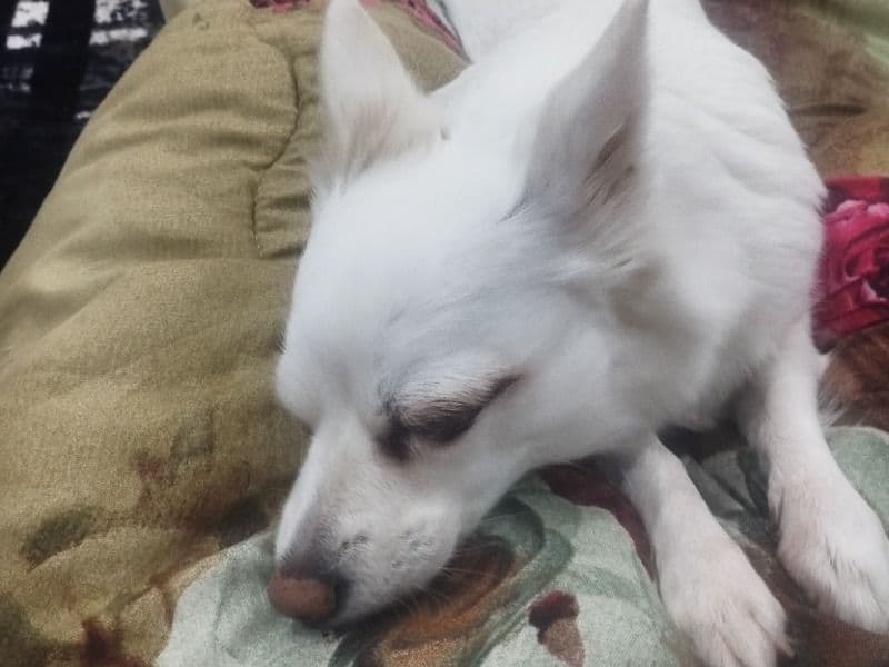 Spitz 4 years 11 months old female small named Gucci for breeding in Gurgaon Division, Haryana | Petmeetly