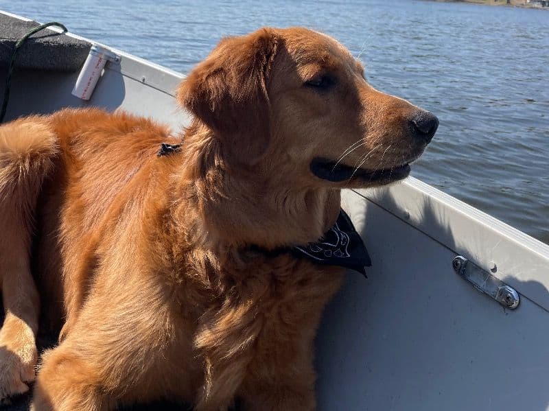 Golden Retriever 1 year 7 months old male large named Buck for breeding in Wyoming County, Pennsylvania | Petmeetly