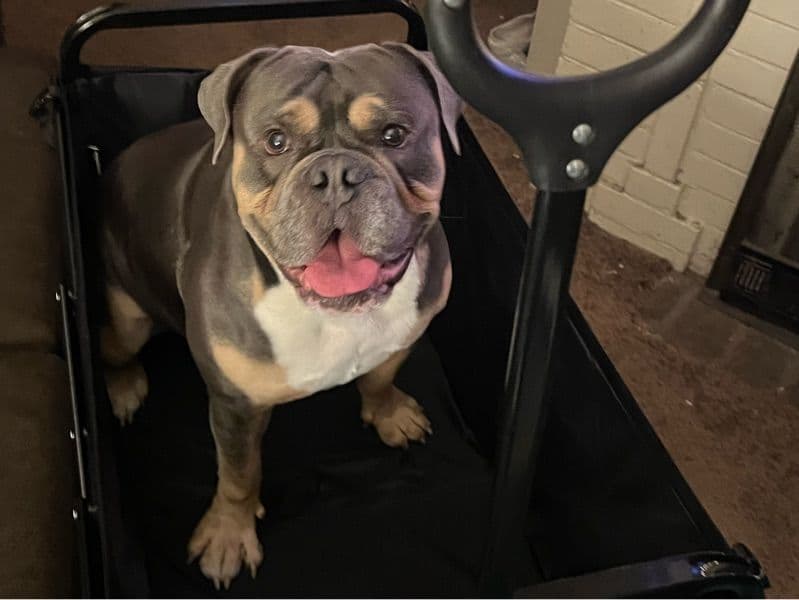 Chopper primary photo