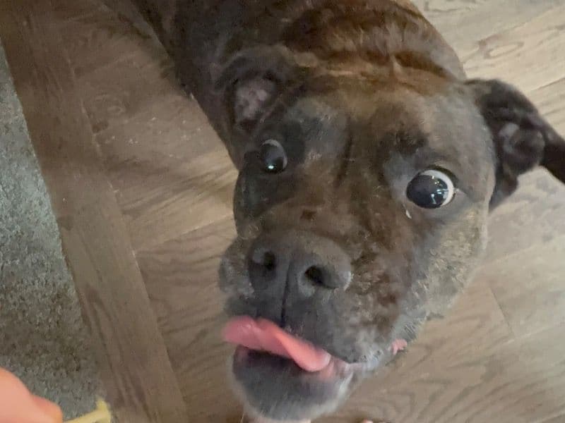 Boxer 5 years 7 months old female medium named Martha for breeding in Missouri | Petmeetly