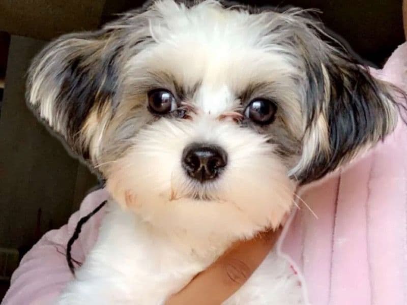 Maltese 4 years 6 months old male small named Oreo for sale in Regional Municipality of York, Ontario | Petmeetly
