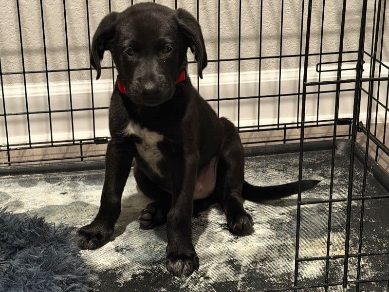 English Labrador Retriever 1 month old male small named Ice for sale in Tarrant County, Texas | Petmeetly