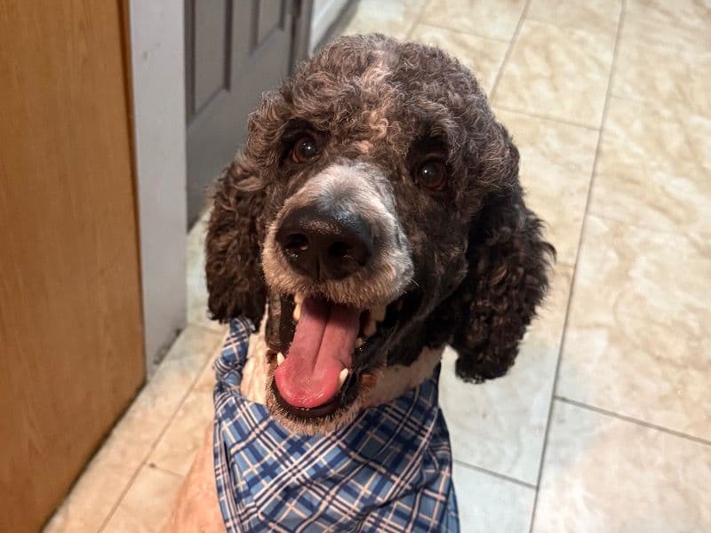 Standard Poodle 3 years 11 months old male large named Domino for breeding in Union County, New Jersey | Petmeetly