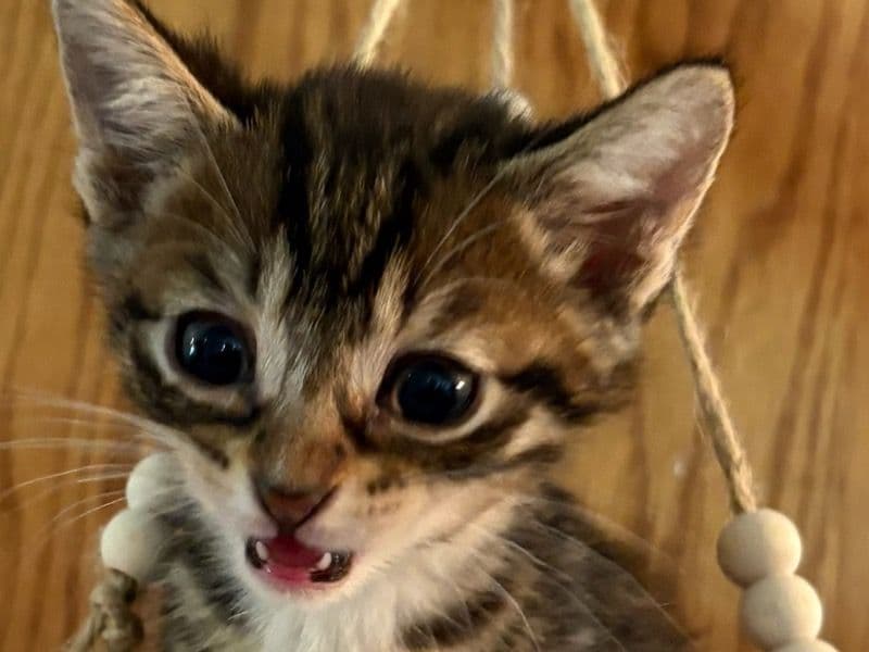 American Shorthair 11 months old male named Seisal for breeding in Dewey County, Oklahoma | Petmeetly